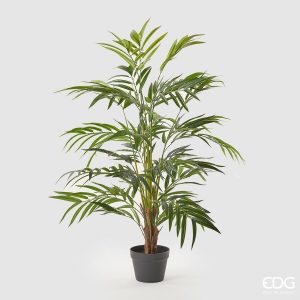Planta Palmeira