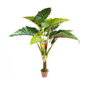 Planta Alocasia
