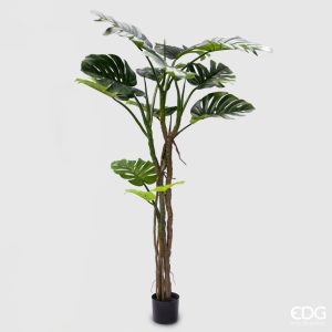 Planta Monstera Slim