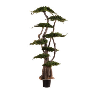 Jumbo Juniperus tree 1,9m