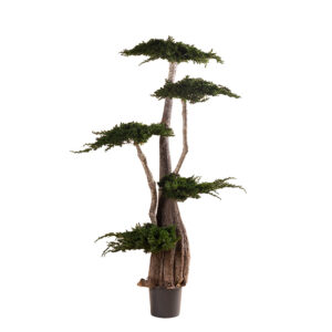 Jumbo Juniperus tree 1,6m